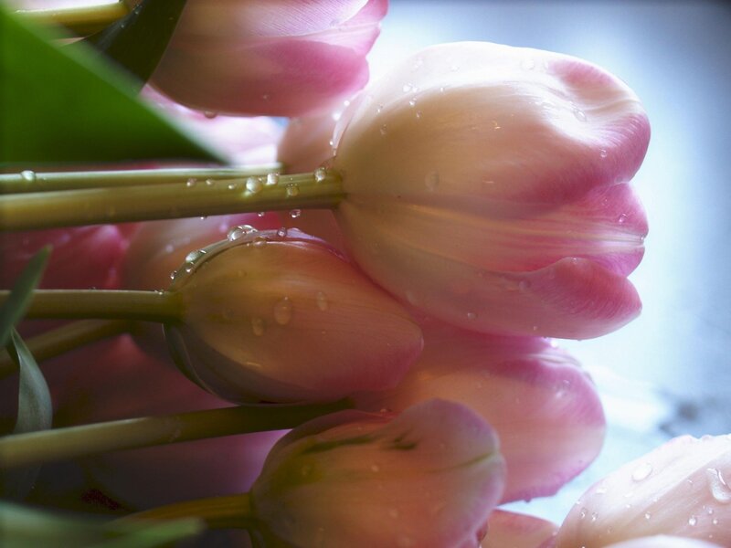 Pink tulips with water droplets