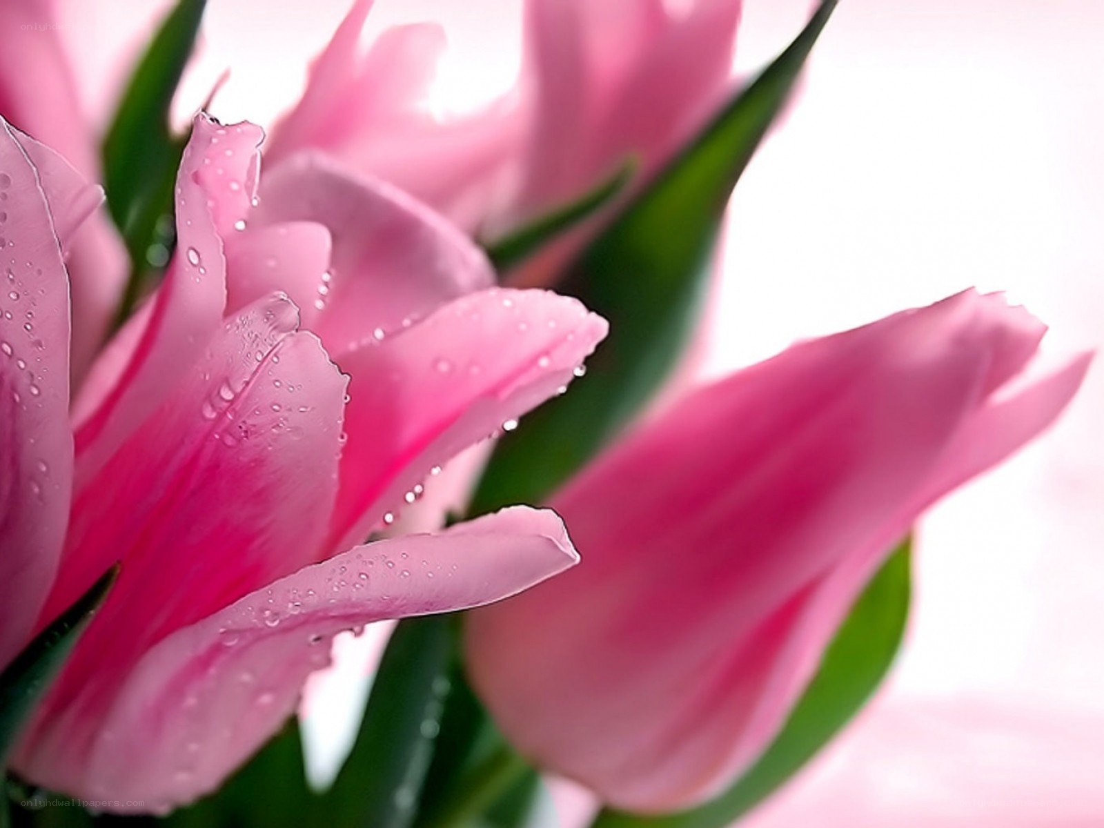 Pink tulips with water droplets