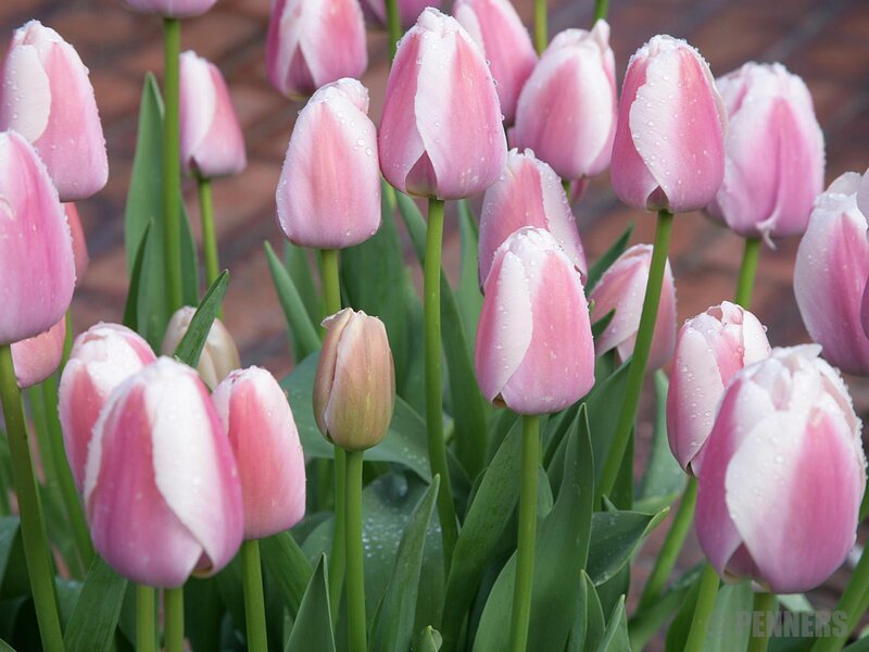 Pink tulips with water droplets