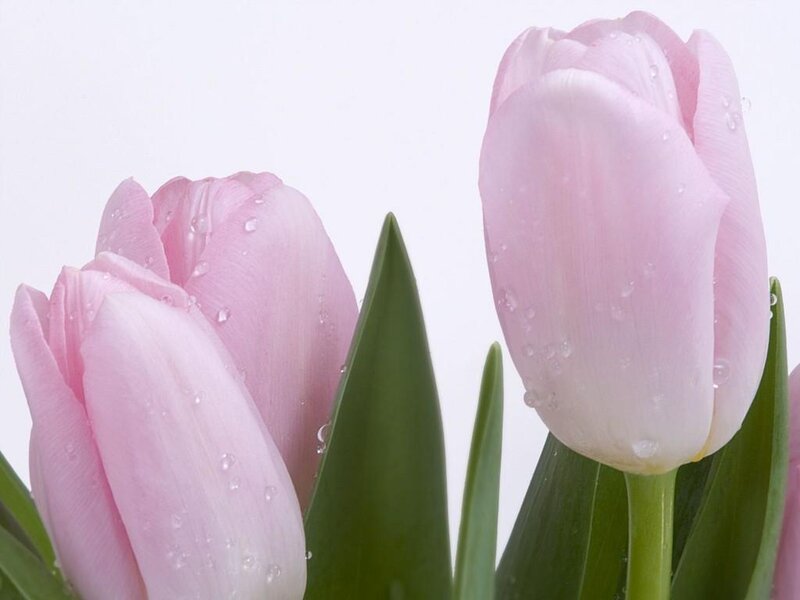 Pink Tulips with Water Droplets — Calm, Photograph, Water Droplets