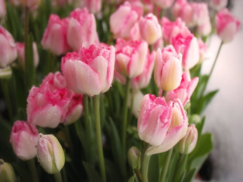 Pink Tulips with Water Droplets — Calm, Spring
