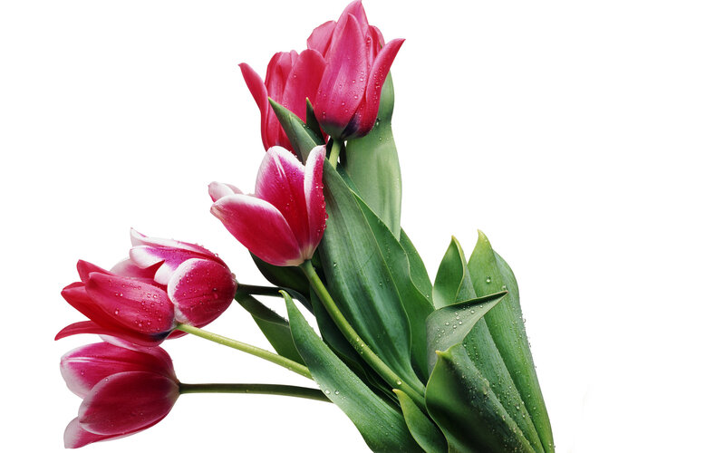 Pink Tulips with Water Droplets — Calm