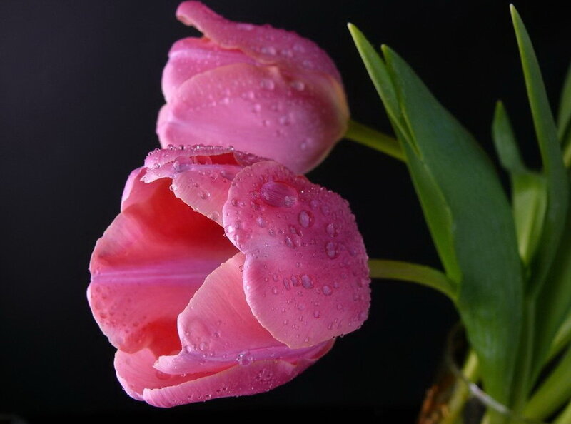 Pink Tulips with Water Droplets — Dramatic, Photograph