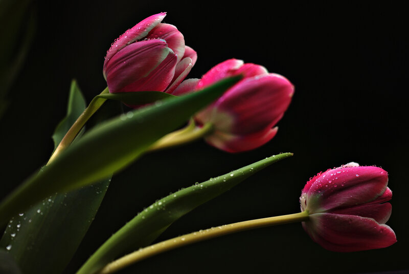 Pink Tulips with Water Droplets — Dramatic