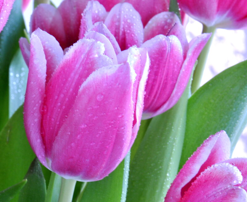 Pink Tulips with Water Droplets — Fresh
