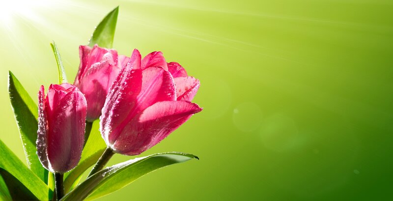 Pink Tulips with Water Droplets — Green
