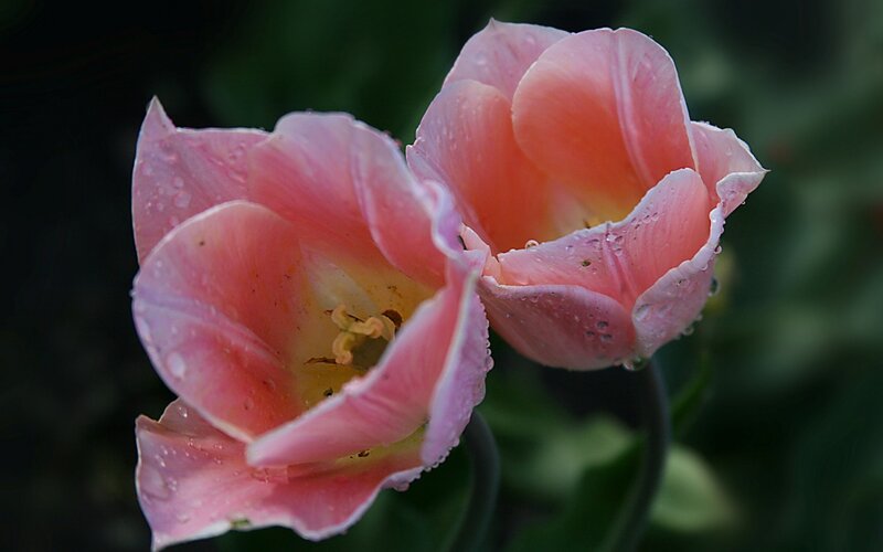 Pink Tulips with Water Droplets — Serene, Morning, Photograph