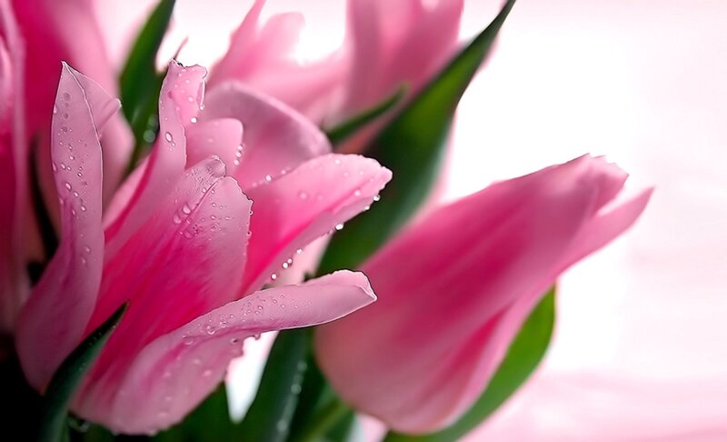 Pink Tulips with Water Droplets — Serene, Photograph, Water Droplets