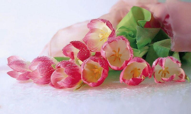 Pink Tulips with Water Droplets — Serene, Spring, Photograph