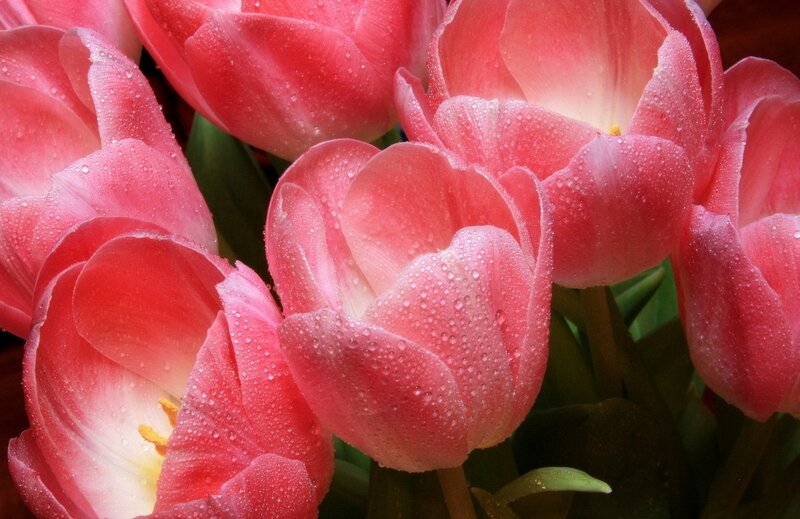 Pink Tulips with Water Droplets — Serene, Spring, Photograph, Water Droplets, Green Leaves