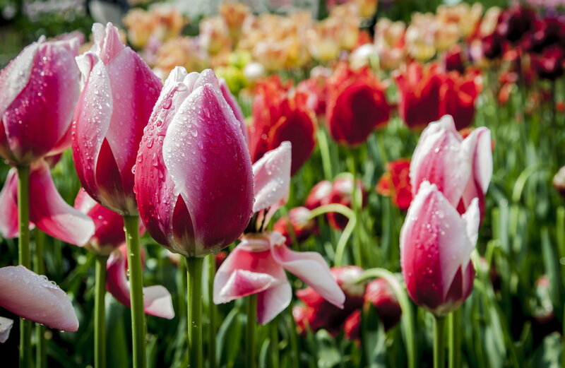 Pink Tulips with Water Droplets — Serene, Spring, Photograph, Water Droplets