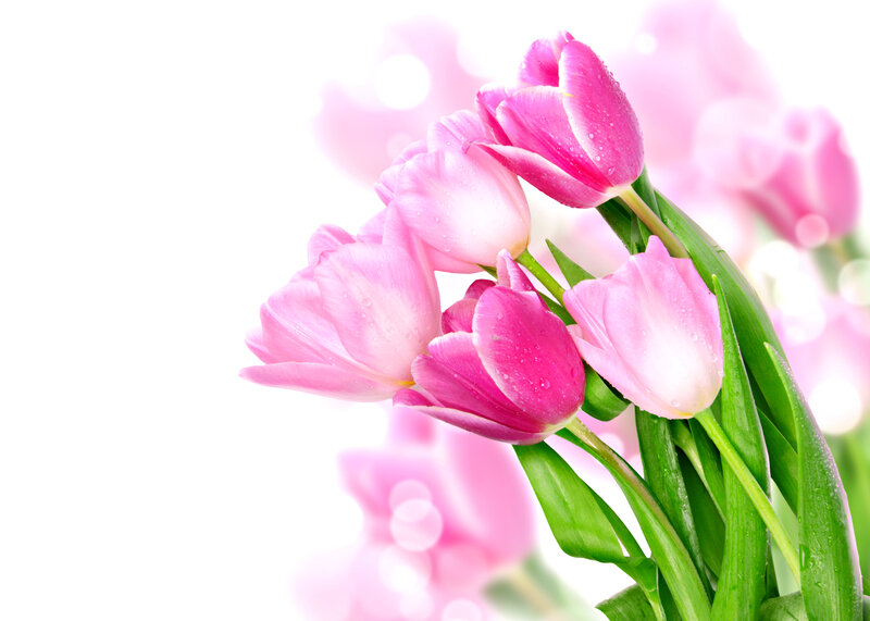 Pink Tulips with Water Droplets — Serene, Spring