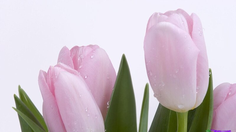 Pink Tulips with Water Droplets — Serene