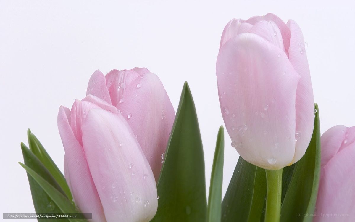 Pink tulips with water droplets