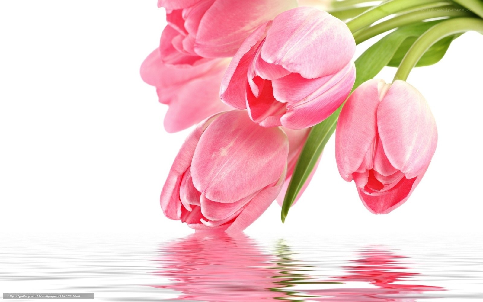 Pink tulips with water reflection