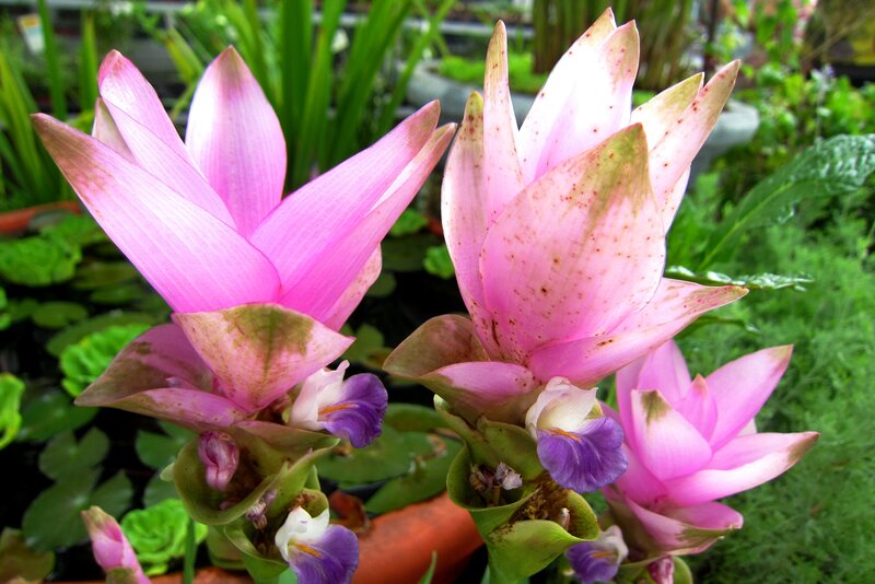 Pink Turmeric Flowers — Serene