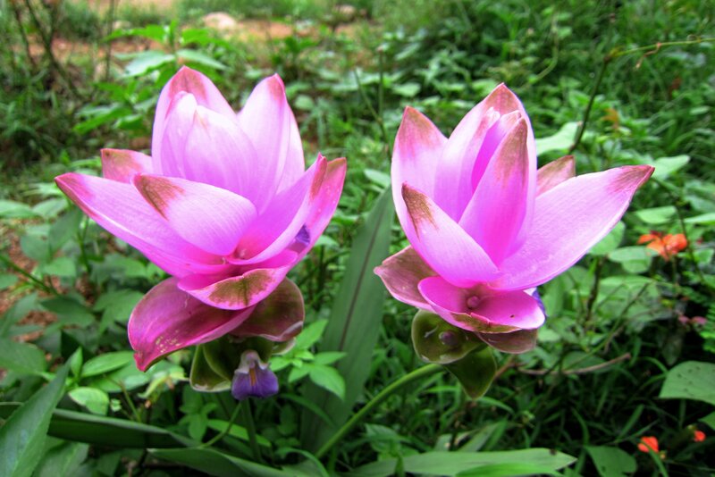 Pink Turmeric Flowers