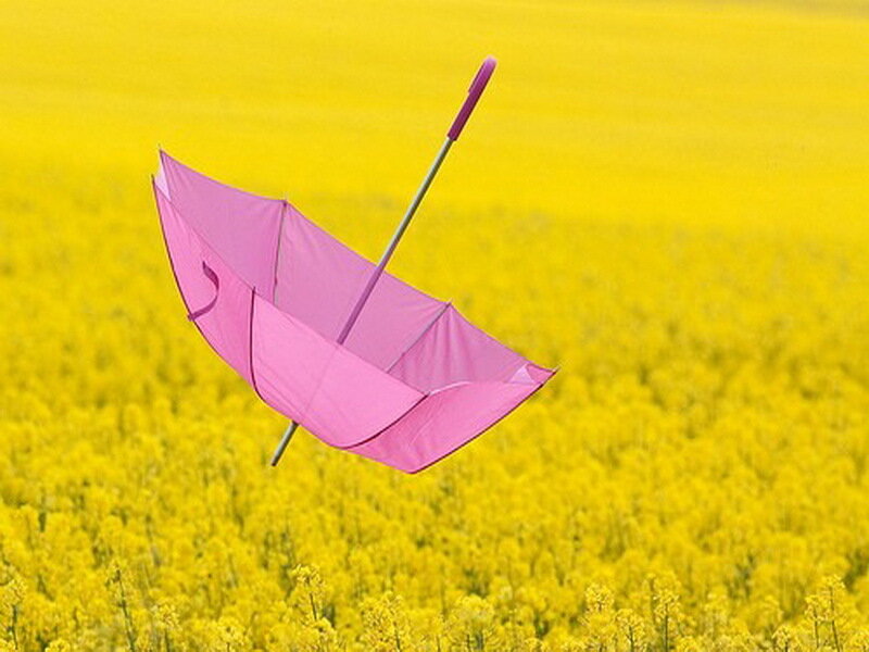 Pink Umbrella in Field
