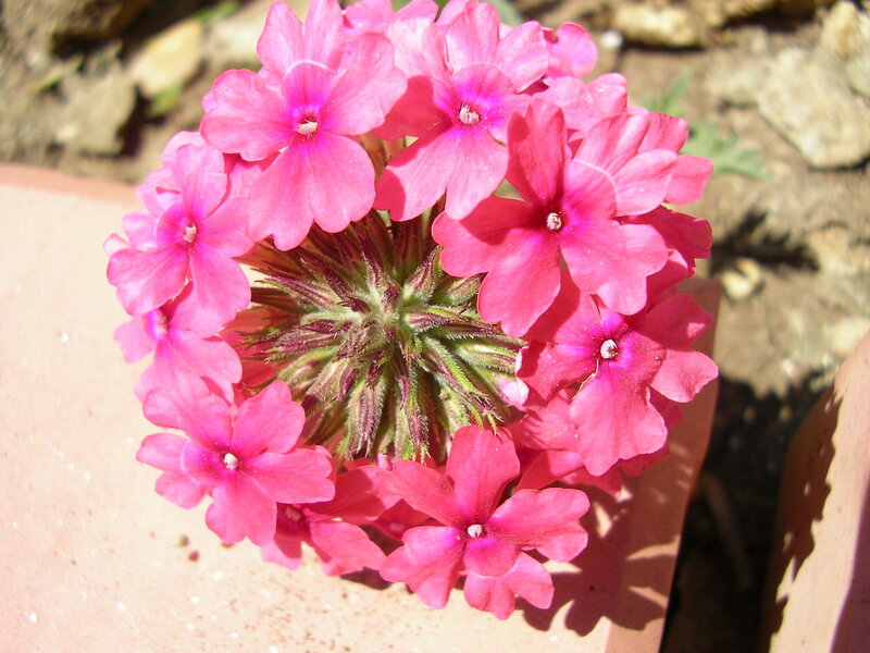 Pink Verbena Flower