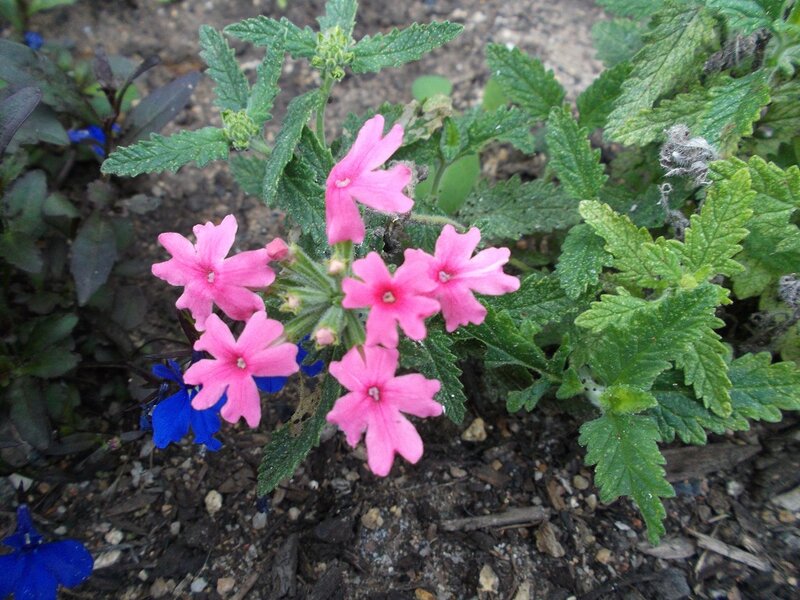 Pink Verbena Flowers — Calm, Afternoon