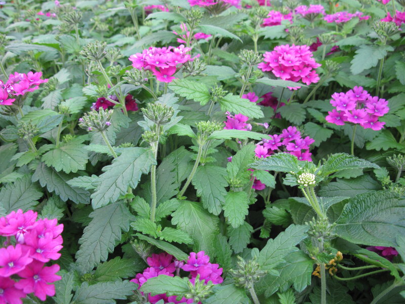 Pink Verbena Flowers — Calm, Summer
