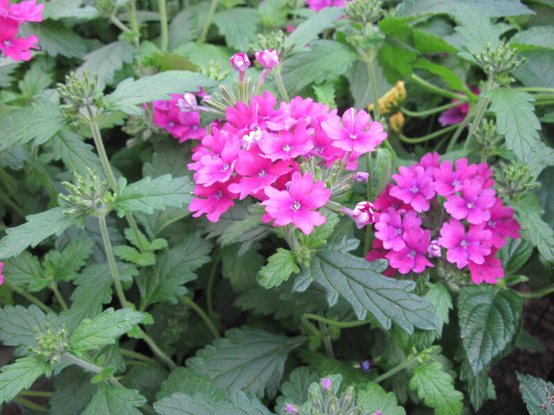 Pink Verbena Flowers — Calm