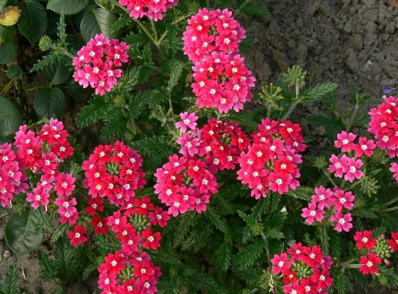 pink verbena flowers in bloom