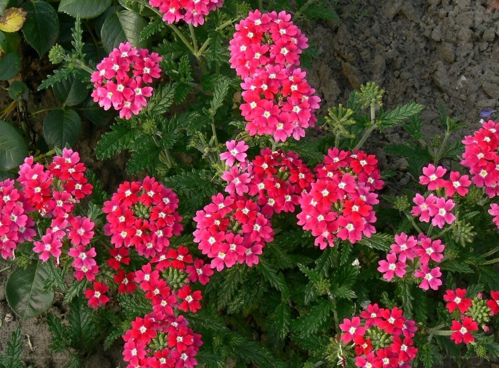pink verbena flowers in bloom