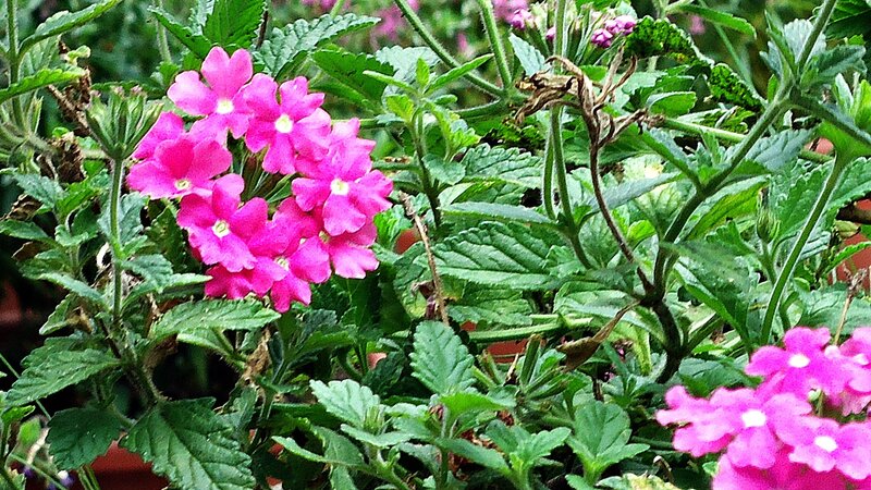 Pink Verbena Flowers — Natural