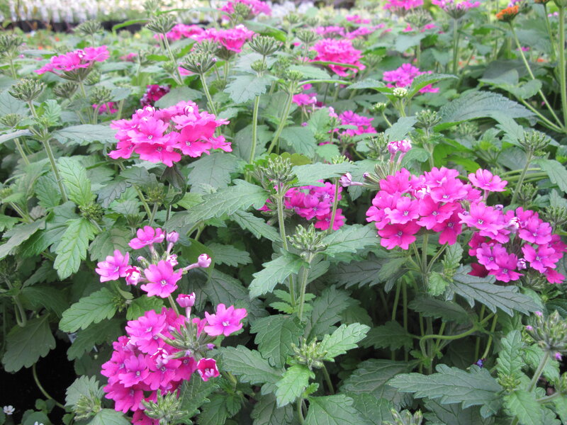 Pink Verbena Flowers