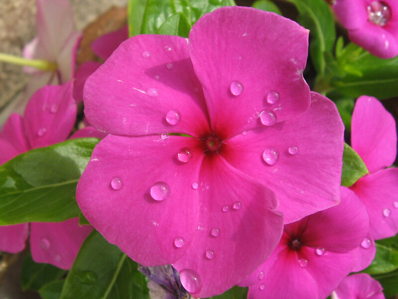 Pink Vinca Flower — Calm