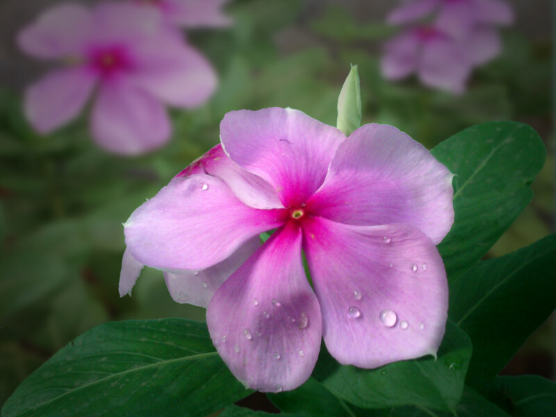 Pink Vinca Flower