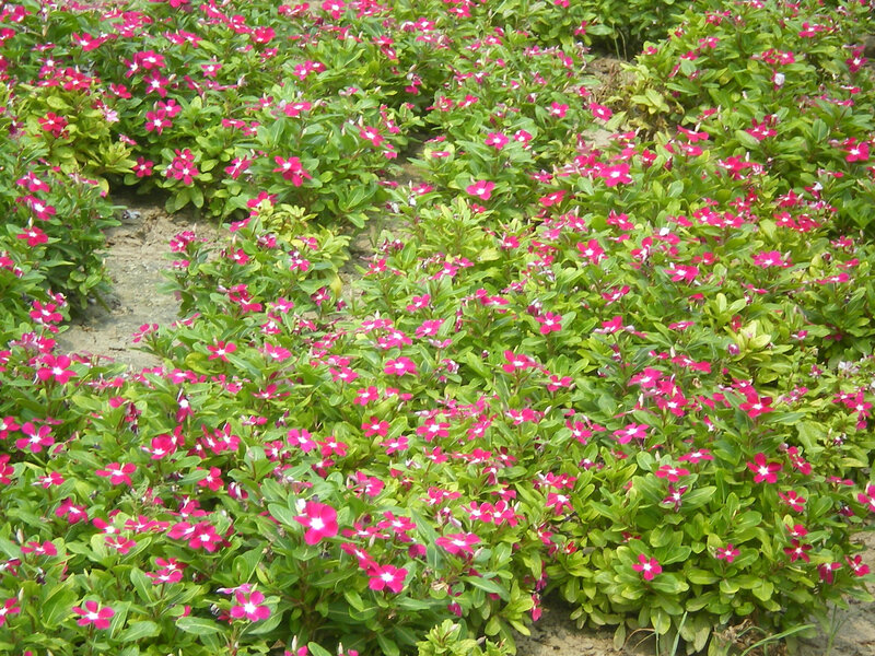 Pink Vinca Flowers
