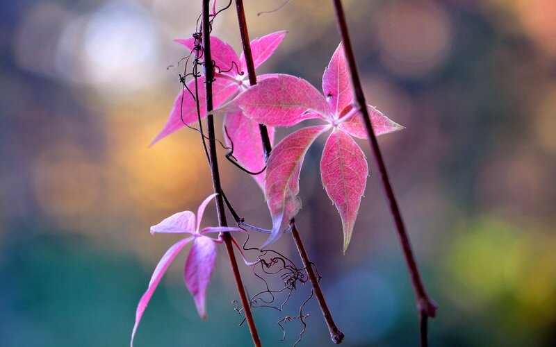 Pink Vine Leaves