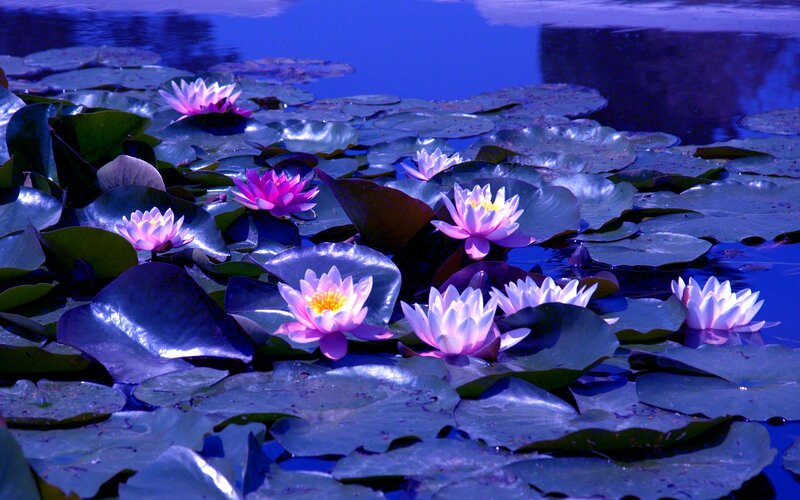 Pink Water Lilies — Blue
