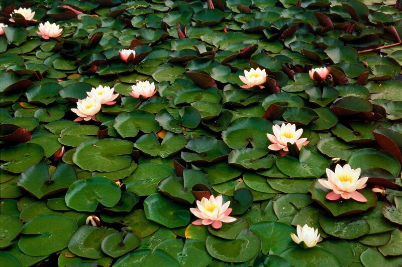 Pink Water Lilies — Green, Serene, Afternoon, Photograph, Lily Pads, Flowers, Pond