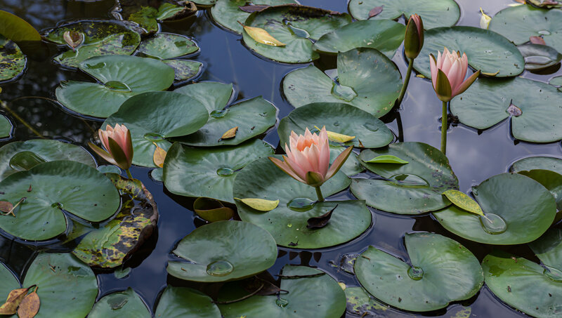 Pink Water Lilies — Green, Serene, Afternoon, Photograph, Lily Pads, Leaves