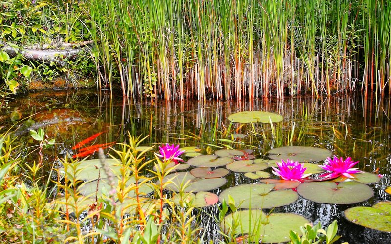 Pink Water Lilies — Green, Serene, Afternoon, Photograph, Lily Pads, Reeds, Fish
