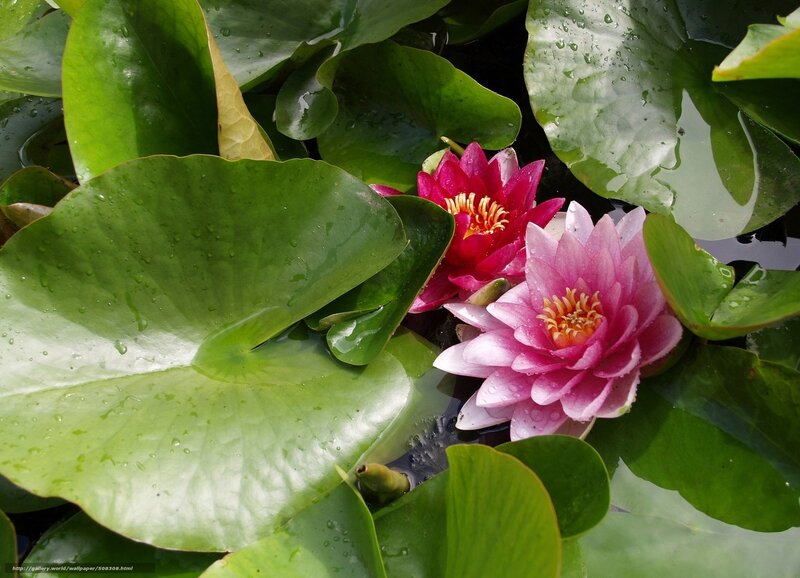 Pink Water Lilies — Green, Serene, Afternoon, Photograph, Lily Pads, Water Droplets, Flower Buds
