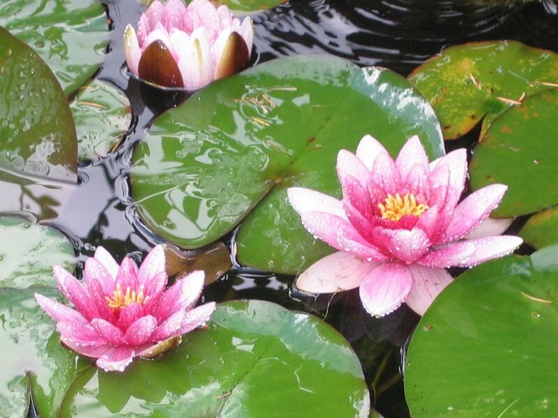 Pink Water Lilies — Green, Serene, Afternoon, Photograph