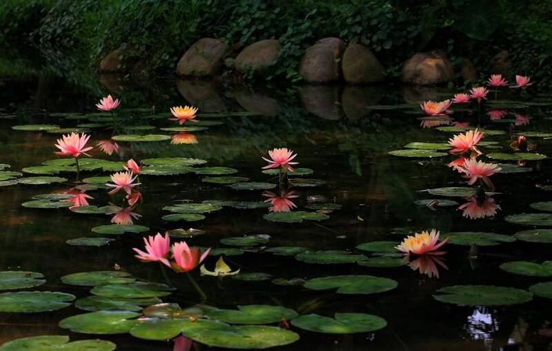 Pink Water Lilies — Green, Serene, Night