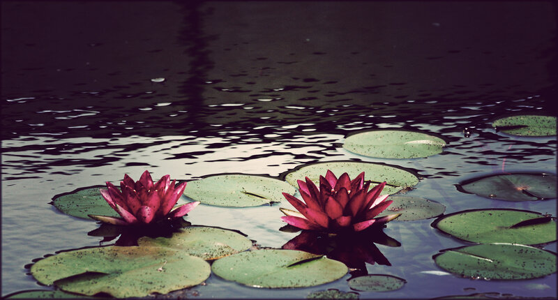 Pink Water Lilies — Green, Serene, Photograph, Lily Pads