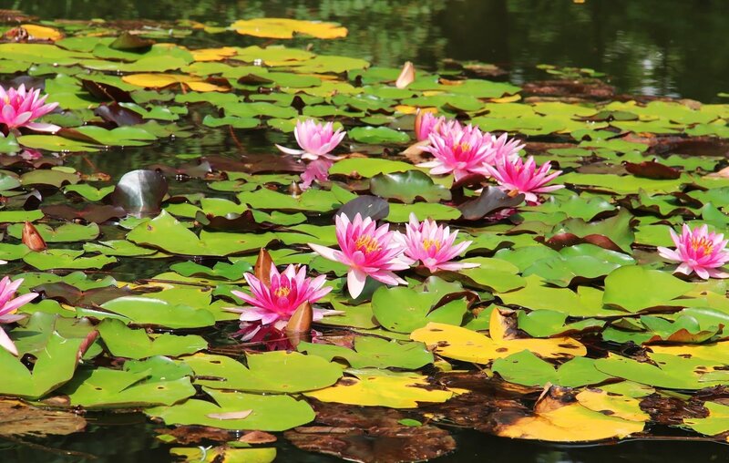 Pink Water Lilies — Green, Serene, Summer