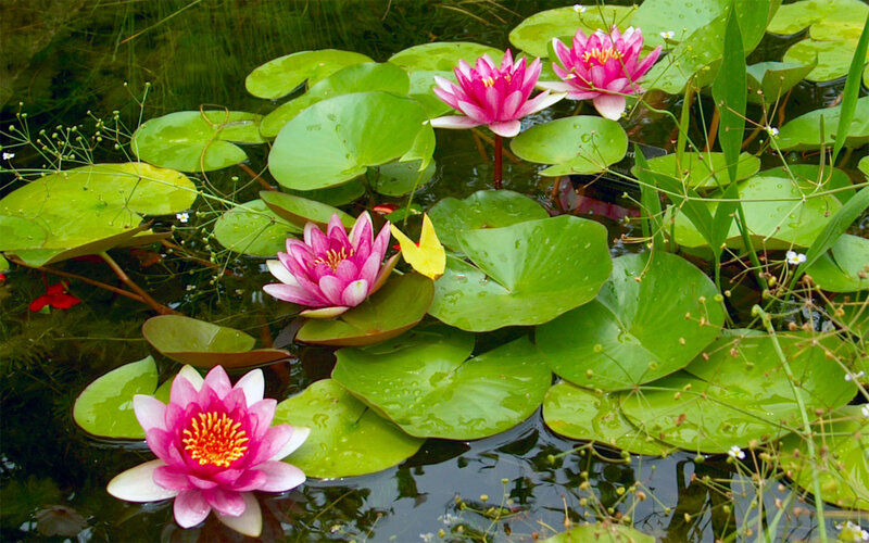 Pink Water Lilies — Green, Serene