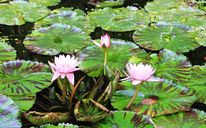 Pink Water Lilies — Green
