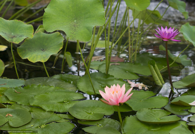 Pink water lilies in a pond