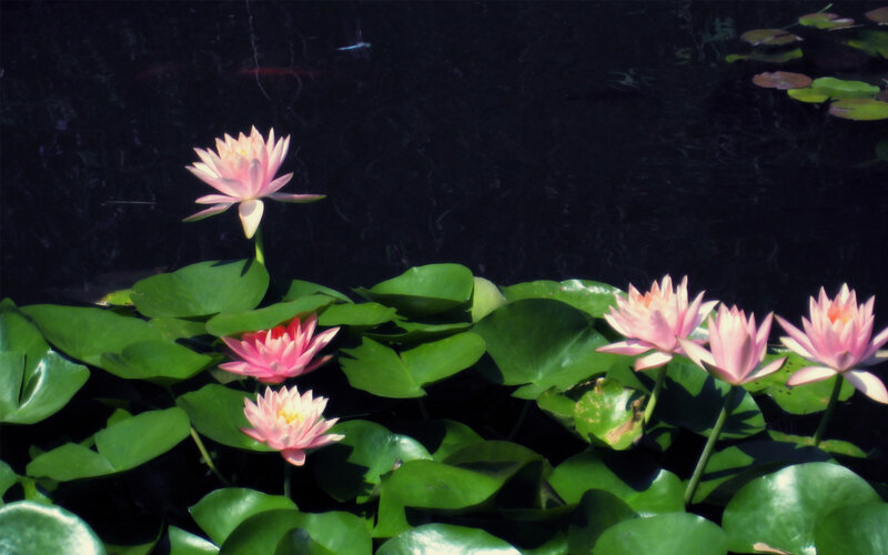 Pink water lilies in a pond