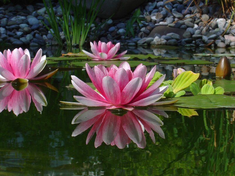 Pink water lilies in a pond