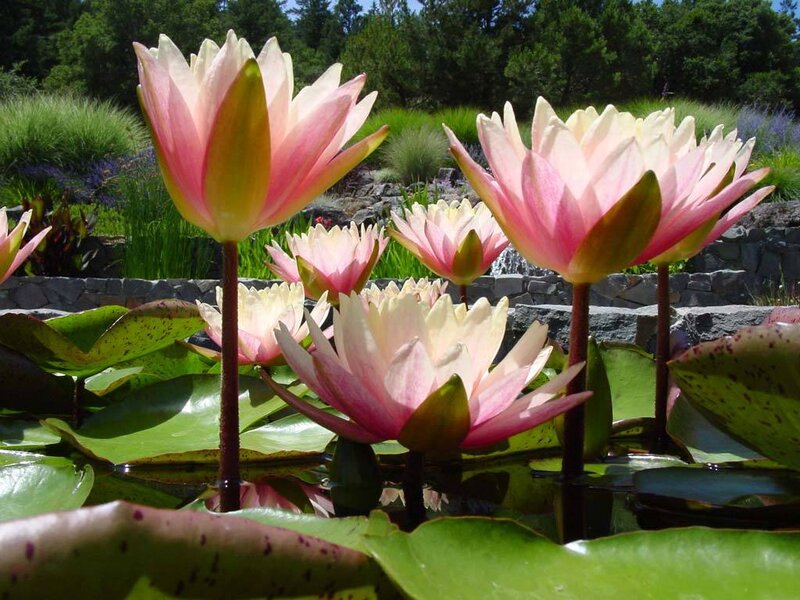 Pink water lilies in a pond