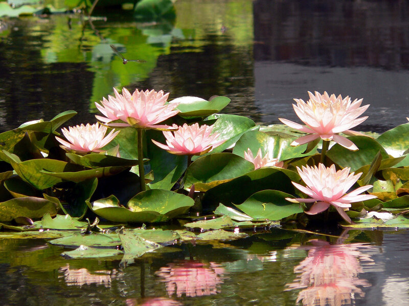 Pink water lilies in a pond